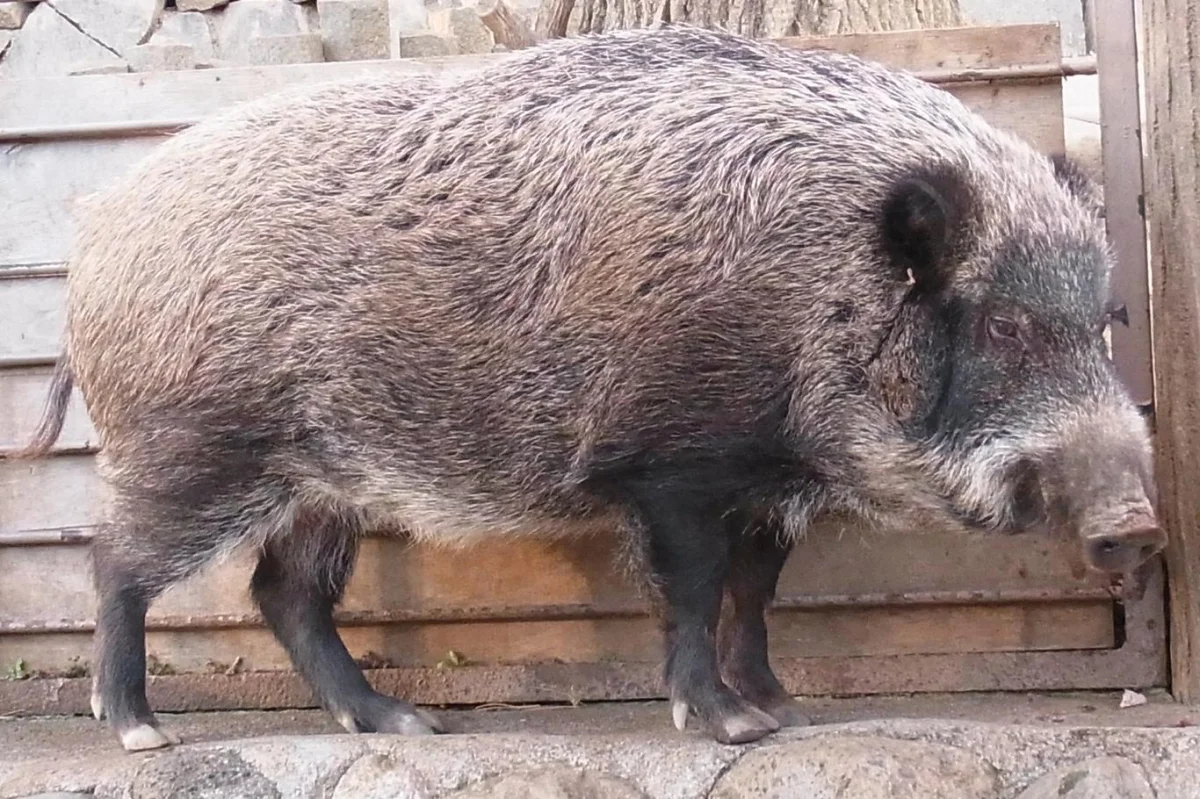 V jaderné zóně ve Fukušimě vzniká nový druh. Kříženci prasete a divočáka se rozmnožují nevídaným tempem