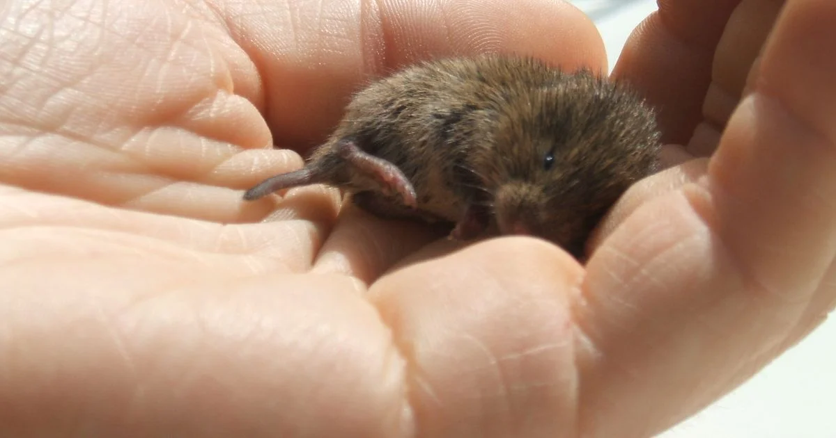 Budeme na pole znovu rozsypávat jedy? Ministerstva jednají o použití Stutoxu