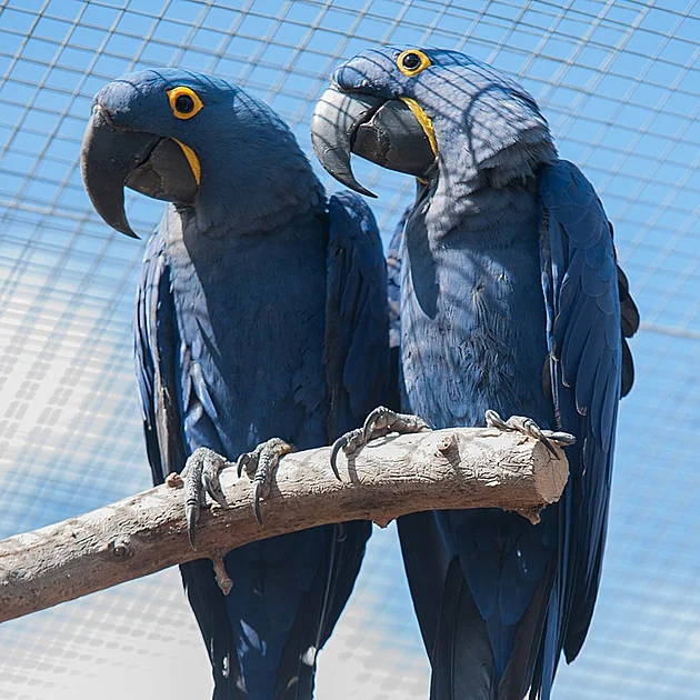 Pátrání po vzácném papouškovi pomalu končí, naděje je podle odborníka malá - Zprávy iDnes.cz článek na Media24.cz