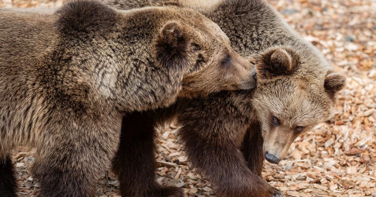 Před 300 lety zastřelili posledního, nyní se medvědi vrátili do Krkonoš