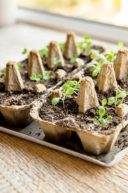 Nevyhazujte karton od vajec. Vyrobte si z něj miniskleník na parapet