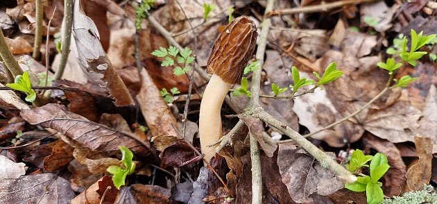 Jarní houby již lákají do lesů. Kačenky jsou delikatesou, hrozí však záměna