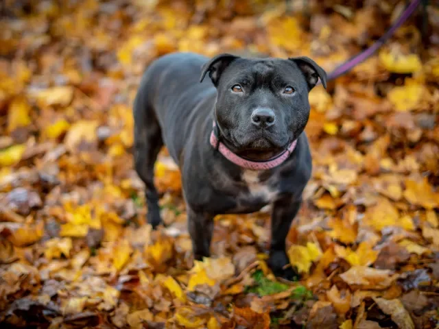 Mladík prořízl psovi krk, odsedí si čtyři roky. Fena se štěstím hrůzný útok přežila, je v útulku - Krimi Echo24.cz článek na Media24.cz