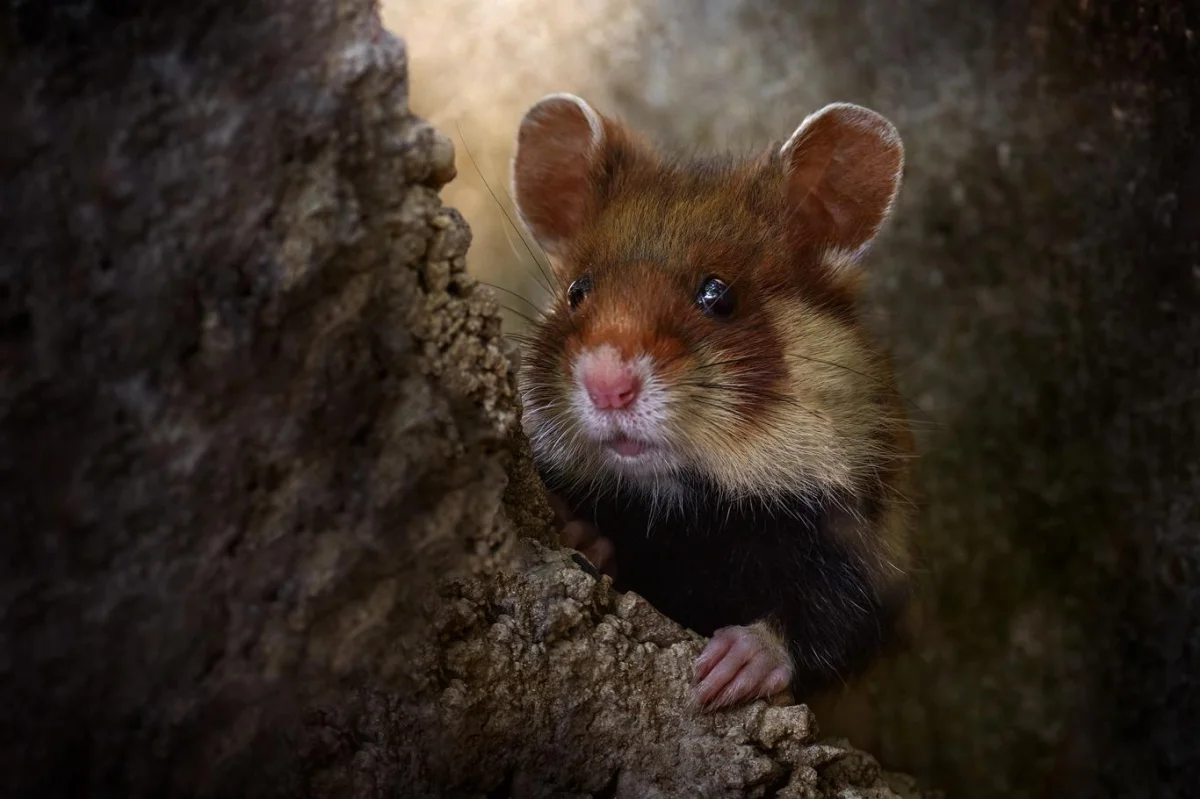 Kvíz: Křeček, netopýr či bobr. Která zvířata jsou v Česku ohrožená?