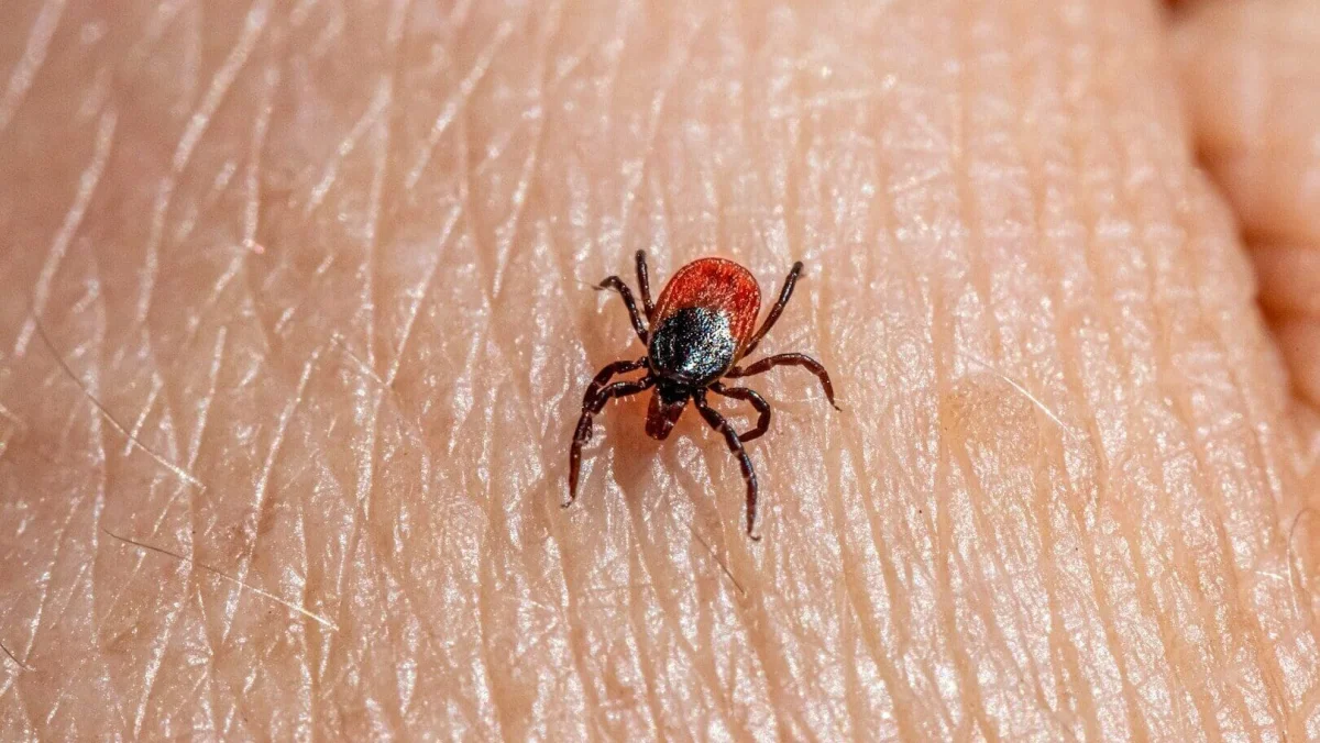 Letos se očekává nejvíce infikovaných klíšťat za několik let. Toto je seznam nejvíce ohrožených regionů