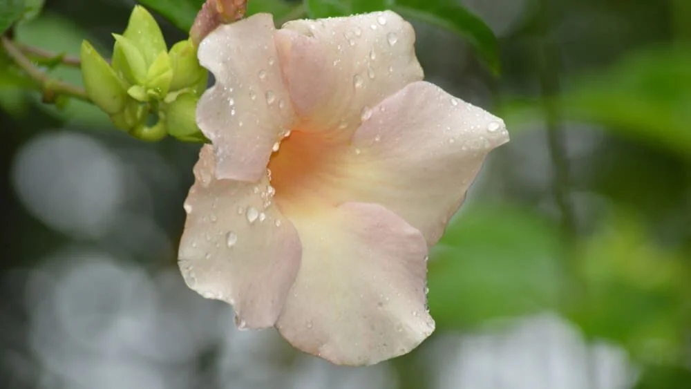 Ani muškát, ani begonie. Česká okna letos ovládnou nezničitelná květina s nádhernými obřími kalichy - Zprávy Nespechej.cz článek na Media24.cz